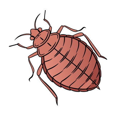 Creative Cimex Lectularius Graphicのイラスト素材