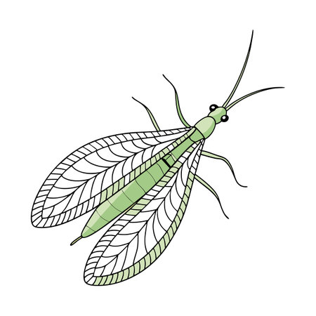 Creative Chrysoperla Graphicのイラスト素材