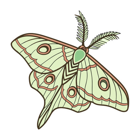 Coscinocera Hercules Moth Design on Whiteのイラスト素材