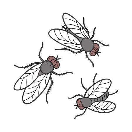 Creative Drain Flies Graphic 2 on Whiteのイラスト素材