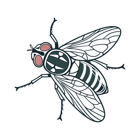 Eristalinus Taeniops Fly Design 1のイラスト素材