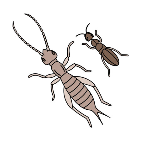 Earwig Ant Design 1 on White