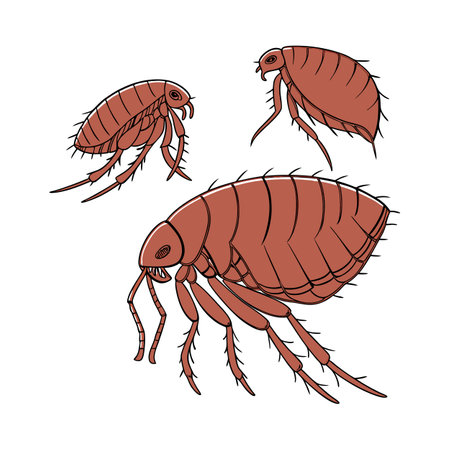 Beautiful Fleas Design 4 on Whiteのイラスト素材