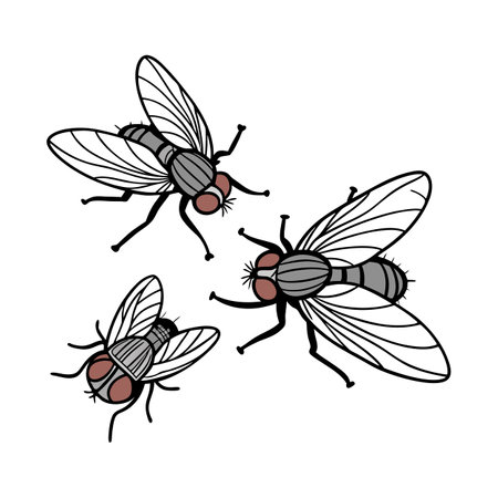 Stylish Flies Illustration 3のイラスト素材