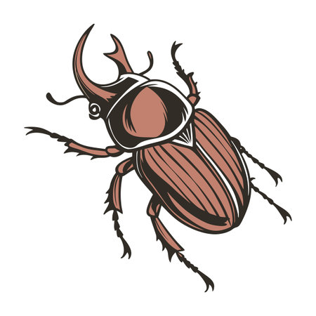 June Bug on White Background Displayのイラスト素材