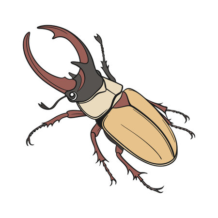 Megasoma Elephas Featured on Bright White Background