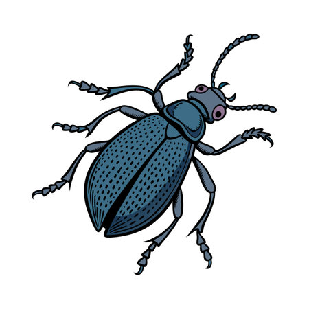 Meloe Proscarabaeus on Bright White Backgroundのイラスト素材