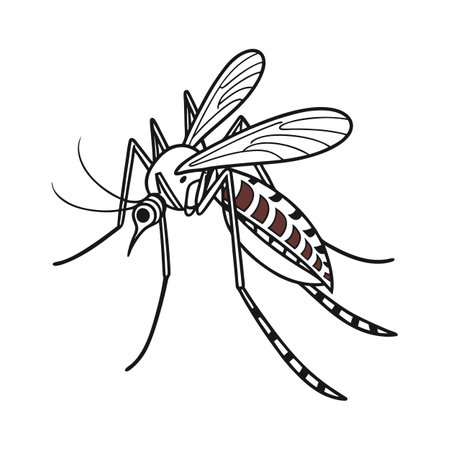 Dramatic View of Mosquito on Bright White Surfaceのイラスト素材
