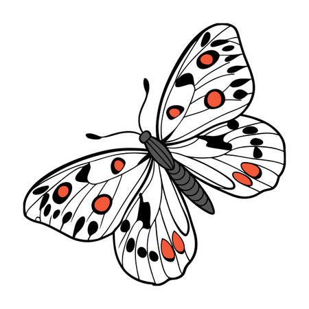 Dramatic Capture of Parnassius Apollo on Whiteのイラスト素材