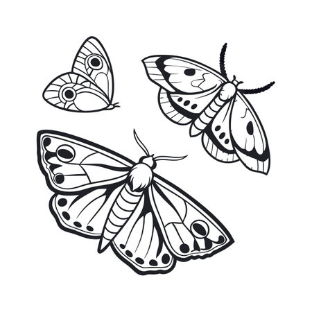 Moths Featured on Bright White Surfaceのイラスト素材