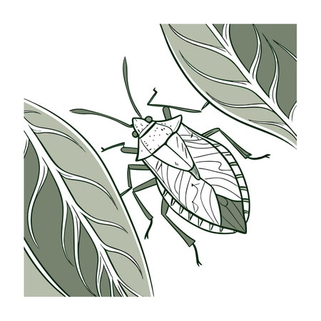 Palomena Prasina Displayed on Bright White Surfaceのイラスト素材