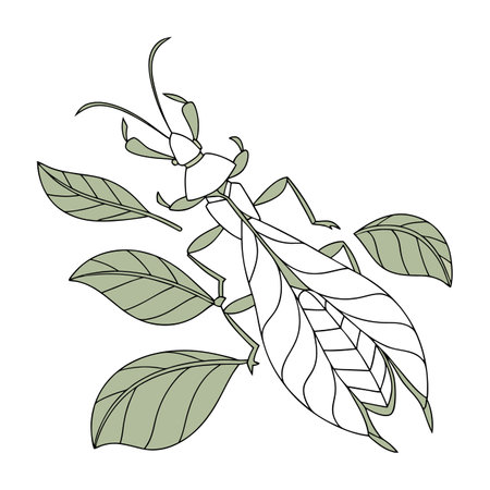 Phyllium Bioculatum on Bright White Surfaceのイラスト素材