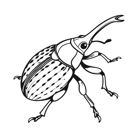 Display of Weevil on Clean White Backgroundのイラスト素材
