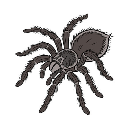 Display of Tarantula on Clean White Backgroundのイラスト素材