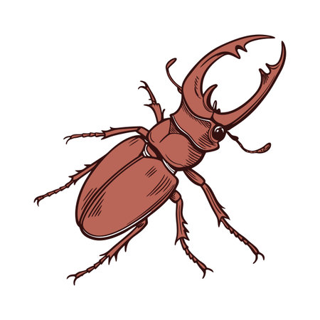 Pseudophasma Rufipes Featured on Bright White Surfaceのイラスト素材