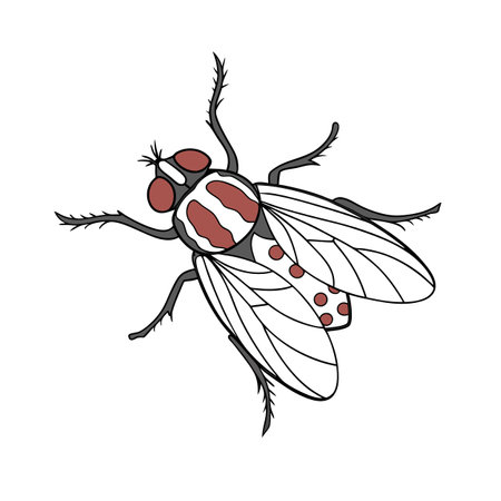 Display of Simulium Venustum on Clean White Surfaceのイラスト素材