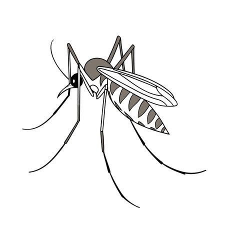 Toxorhynchites Rutilus on Bright White Backgroundのイラスト素材