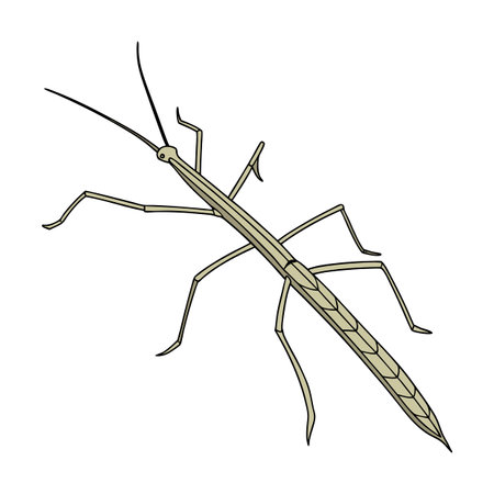 Walking Stick Insect Featured on Bright White Surfaceのイラスト素材