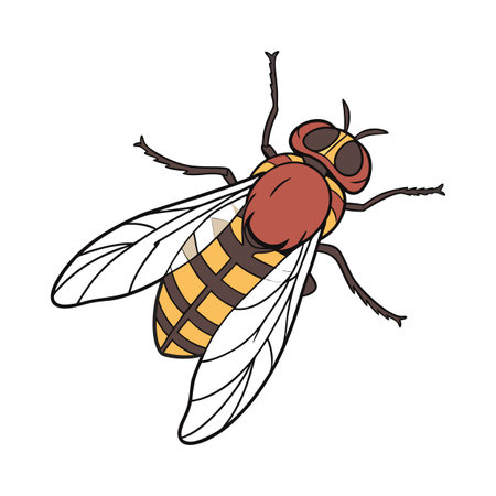 Volucella Pellucens on Bright White Surface
