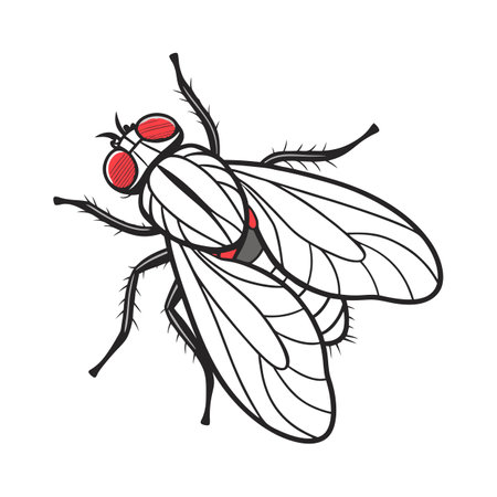 Stylish Drosophila Melanogaster Fly Illustrationのイラスト素材