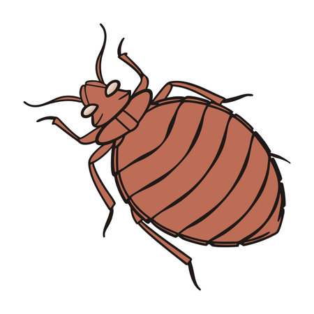 Stylish Cimex Lectularius Bedbug Illustration
