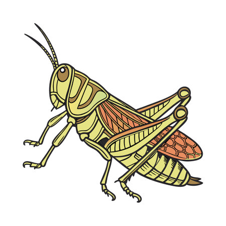 Dramatic View of Locusta Migratoria on Whiteのイラスト素材