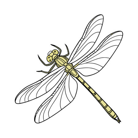 Creative Gomphus Vulgatissimus Graphic 2のイラスト素材