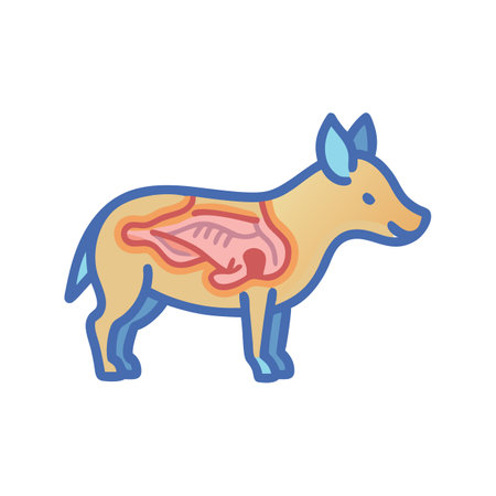 Dog anatomy illustration showing the animal's internal organsのイラスト素材