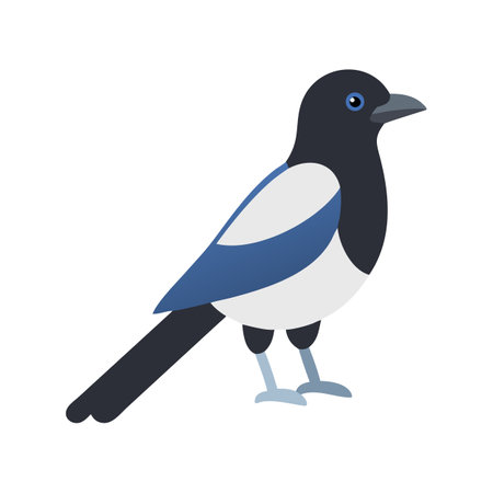 Simple Magpie Illustration on Black Backgroundのイラスト素材