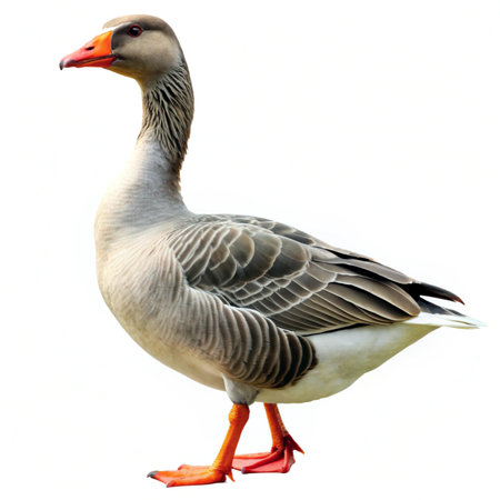Greylag goose isolated on a white background with clipping path.の写真素材