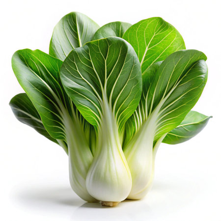 Fresh bok choy (chinese cabbage) isolated on white backgroundの写真素材