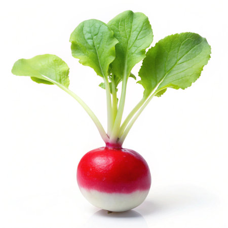 Fresh radish isolated on white background. Shallow depth of field.