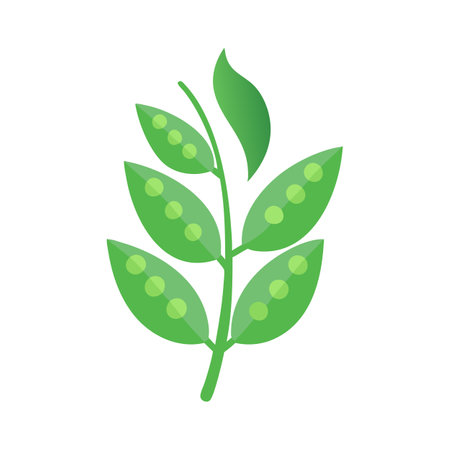 Flat vector illustration of a pea plant branchのイラスト素材