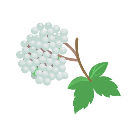 Flat style snowberry illustration with leaves isolated on blackのイラスト素材