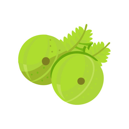 Two fresh gooseberries with leaves isolated on black backgroundのイラスト素材