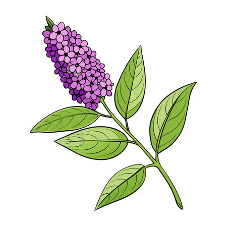 Lilac blossom with leaves vector design isolated on whiteのイラスト素材