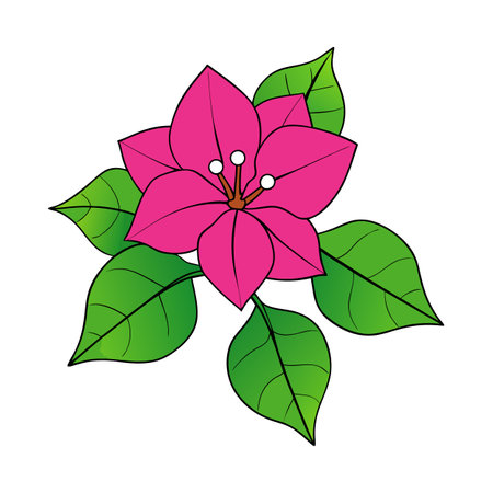 Illustration of a vibrant pink bougainvillea flower and leavesのイラスト素材