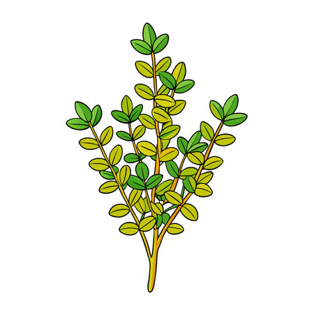Cartoon illustration of a thyme sprig with green leavesのイラスト素材