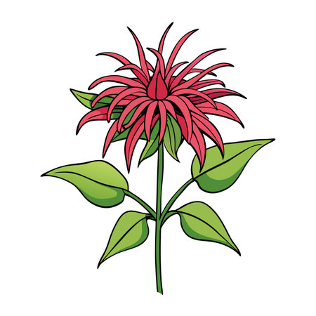 Illustration of a vibrant Monarda flower with green leavesのイラスト素材