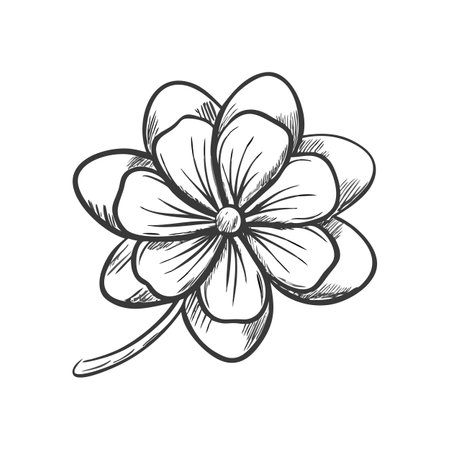 Isolated four leaf clover sketched on black background designのイラスト素材