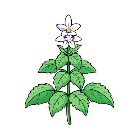 Vector illustration of blooming peppermint plant with lush leavesのイラスト素材