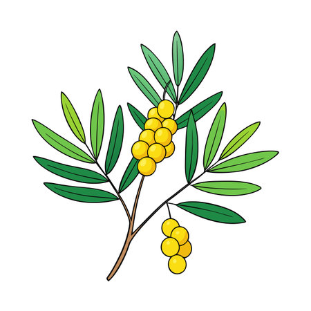 Stylized illustration of wattle branch with yellow fruits and leavesのイラスト素材