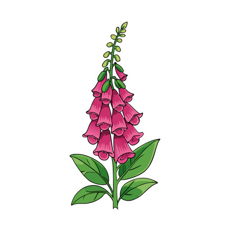 Illustration of a blooming pink foxglove flower on white backgroundのイラスト素材