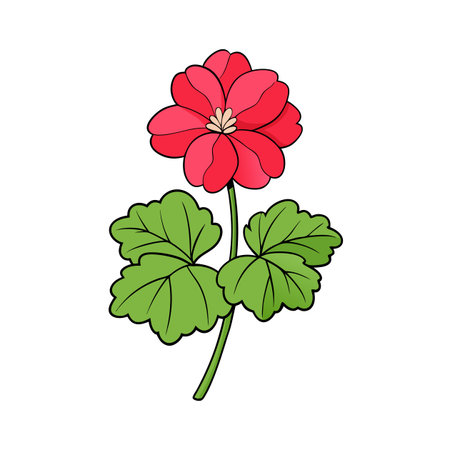Red geranium flower illustration with green leaves on whiteのイラスト素材