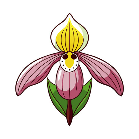 Stylized lady slipper orchid blossom illustration on white backgroundのイラスト素材