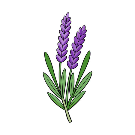 Stylized lavender plant illustration with purple flowers and leavesのイラスト素材