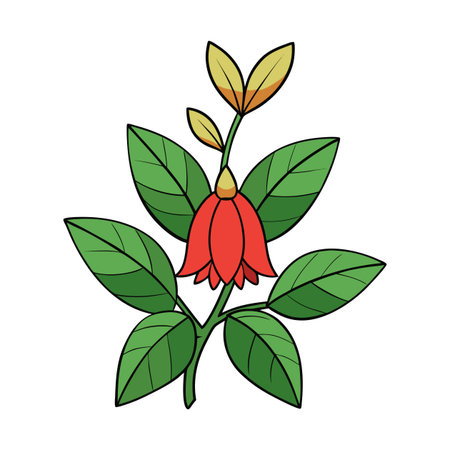 Red flower with green leaves illustration on white backgroundのイラスト素材