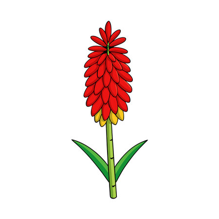 Vibrant red hot poker flower isolated on white backgroundのイラスト素材