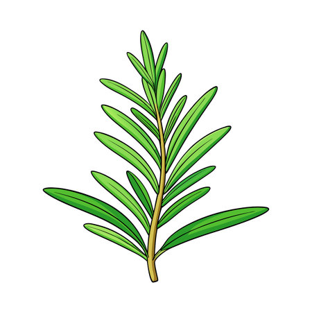 Illustration of fresh rosemary sprig, isolated on white backgroundのイラスト素材