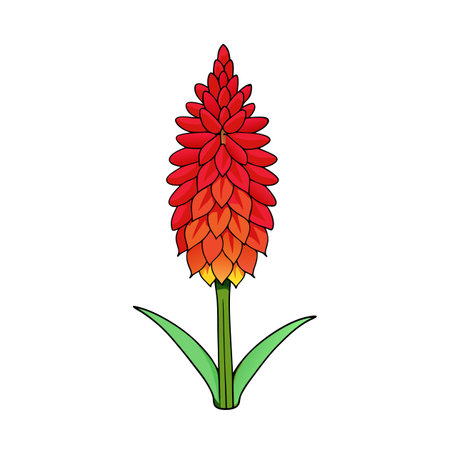 Illustration of a colorful Red Hot Poker flower plantのイラスト素材